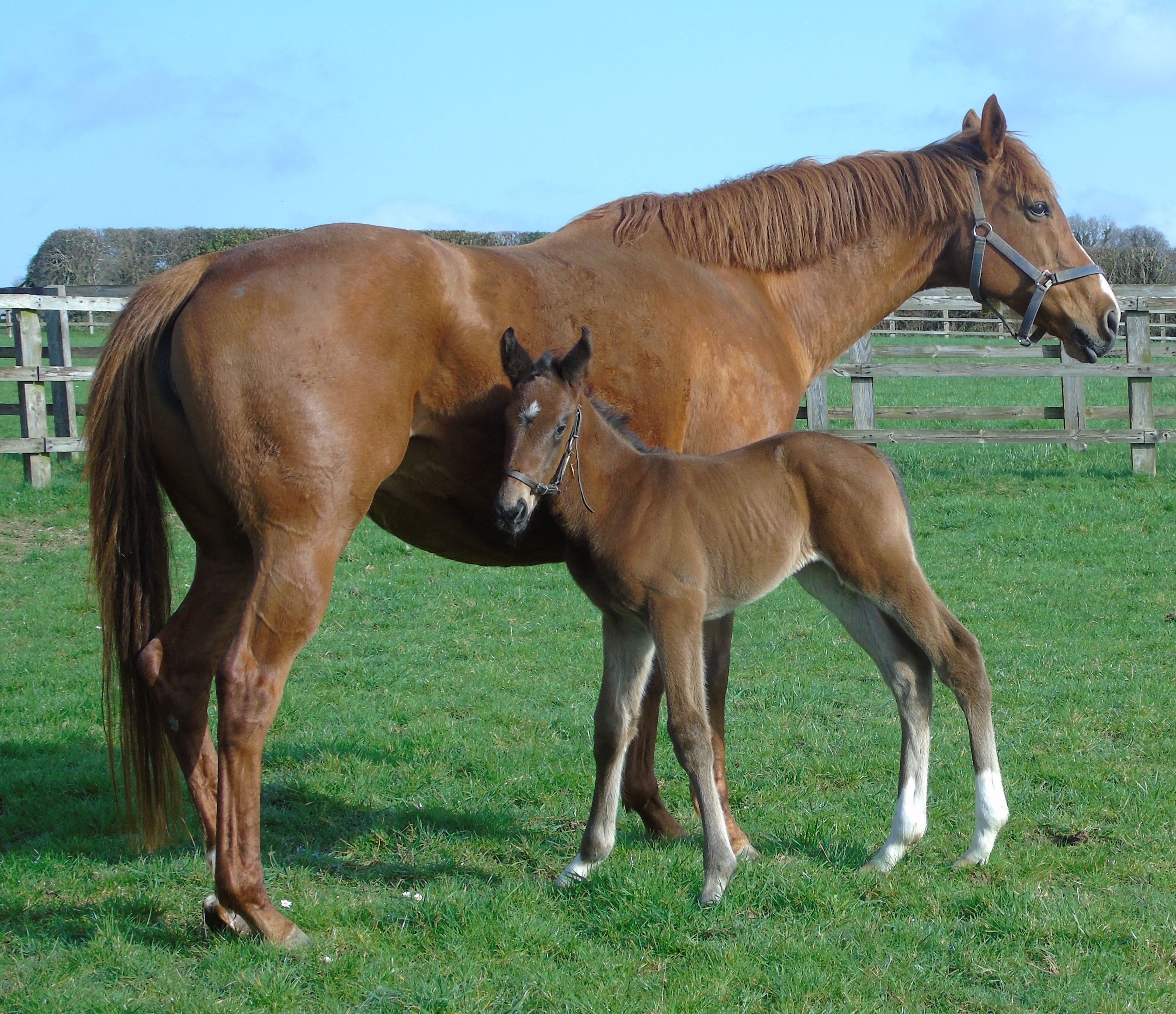 2026 colt by Blue Point